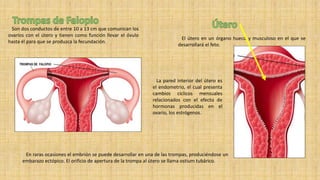 Son dos conductos de entre 10 a 13 cm que comunican los
ovarios con el útero y tienen como función llevar el óvulo
hasta él para que se produzca la fecundación.
En raras ocasiones el embrión se puede desarrollar en una de las trompas, produciéndose un
embarazo ectópico. El orificio de apertura de la trompa al útero se llama ostium tubárico.
El útero en un órgano hueco y musculoso en el que se
desarrollará el feto.
La pared interior del útero es
el endometrio, el cual presenta
cambios cíclicos mensuales
relacionados con el efecto de
hormonas producidas en el
ovario, los estrógenos.
 