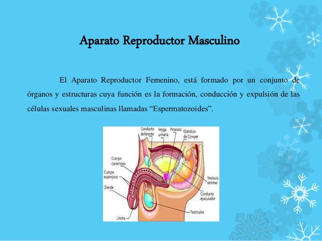 Aparato reproductor femenino y masculino
