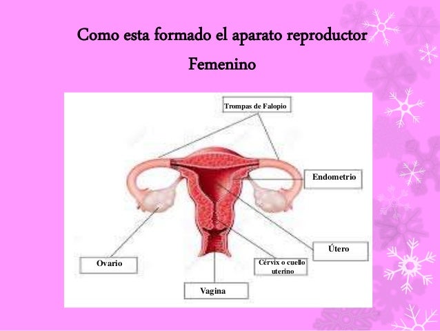 Aparato reproductor femenino y masculino