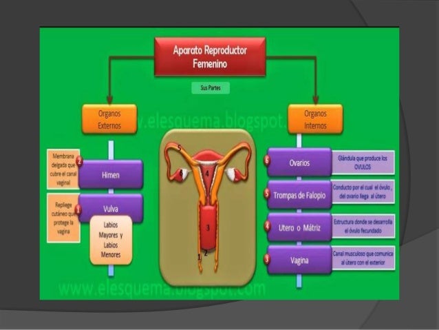 Mapa Conceptual Del Aparato Reproductor Masculino Y Femenino Donos Images