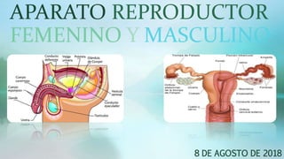 APARATO REPRODUCTOR
FEMENINO Y MASCULINO
8 DE AGOSTO DE 2018
 