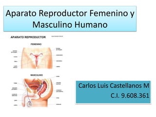 Aparato Reproductor Femenino y
Masculino Humano
Carlos Luis Castellanos M
C.I. 9.608.361
 