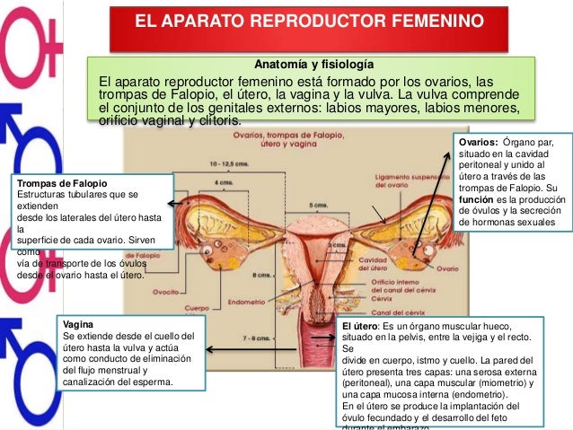 Aparato Reproductor Femenino Y Masculino