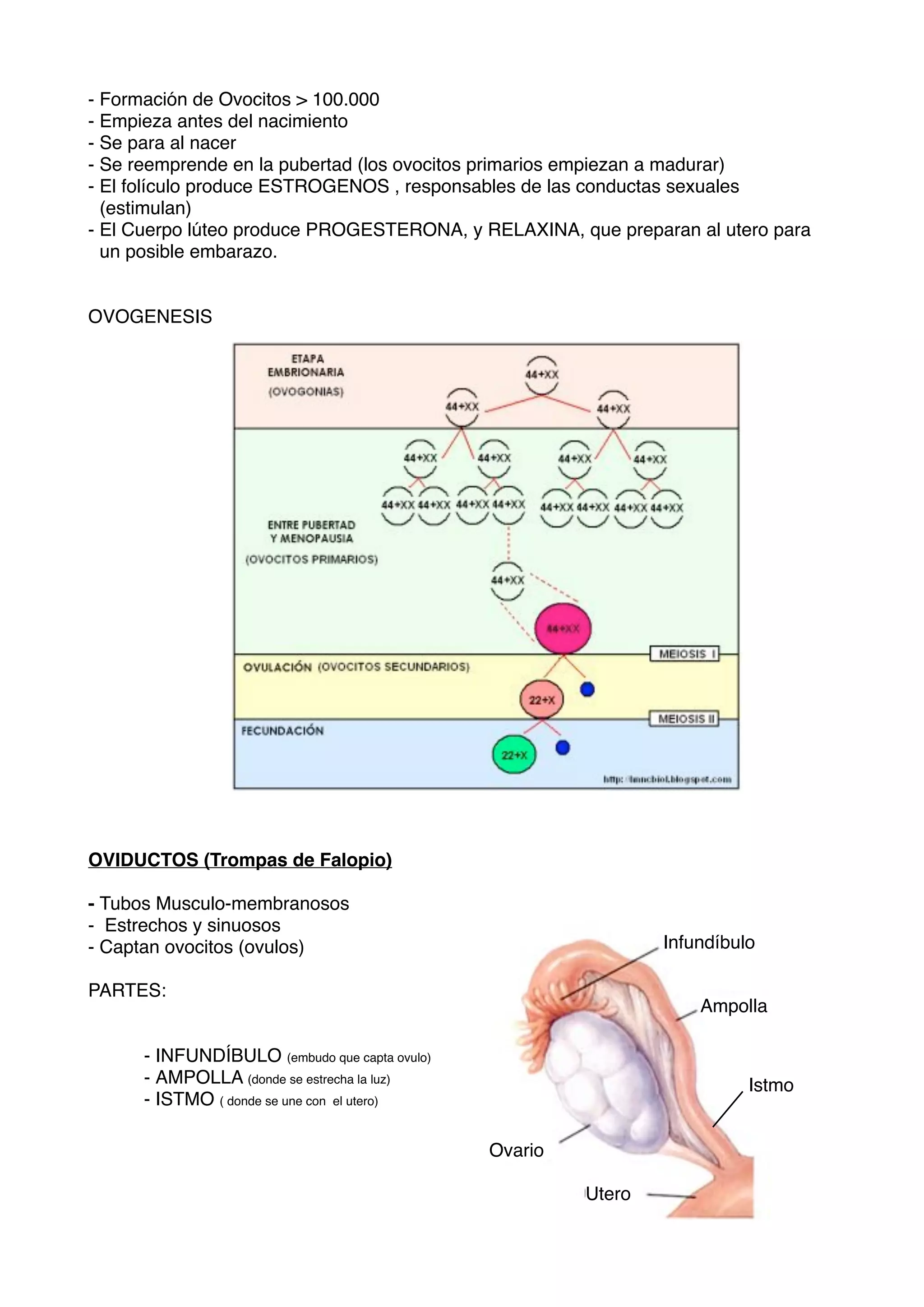 Sistema Reproductor Externo De La Perra Aparato Reproductor Hembras