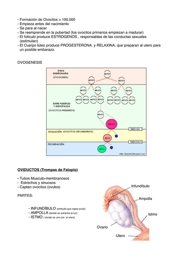 Aparato reproductor hembras ( Veterinaria) PDF