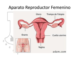 Aparato Reproductor Femenino
 