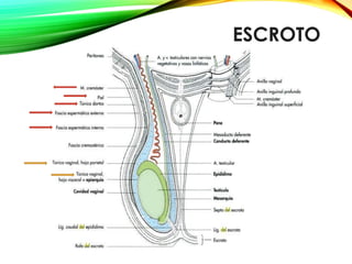 ESCROTO
 