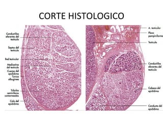 CORTE	
  HISTOLOGICO	
  
 