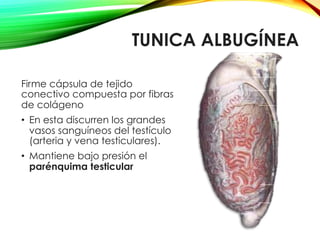 TUNICA ALBUGÍNEA
Firme cápsula de tejido
conectivo compuesta por fibras
de colágeno
•  En esta discurren los grandes
vasos sanguíneos del testículo
(arteria y vena testiculares).
•  Mantiene bajo presión el
parénquima testicular
 