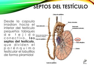 SEPTOS DEL TESTÍCULO
Desde la capsula
irradian hacia el
interior del testículo
pequeños tabiques
d e t e j i d o
c o n e c t i v o , l o s
septos del testículo,
q u e d i v i d e n e l
p a r é n q u i m a
testicular el lobulillos
de forma piramidal
 