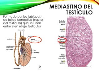MEDIASTINO DEL
TESTÍCULO
Formado por los tabiques
de tejido conectivo (septos
del testículo) que se unen
entre si en el eje testicular
 