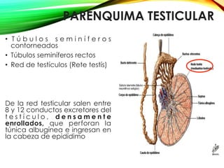 PARÉNQUIMA TESTICULAR
•  T ú b u l o s s e m i n í f e r o s
contorneados
•  Túbulos seminíferos rectos
•  Red de testículos (Rete testís)
De la red testicular salen entre
8 y 12 conductos excretores del
t e s t í c u l o , d e n s a m e n t e
enrollados, que perforan la
túnica albugínea e ingresan en
la cabeza de epidídimo
 