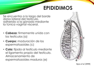 EPIDIDIMOS
Se encuentra a lo largo del borde
dorso lateral del testículo,
adherido a la gónada mediante
la túnica vaginal visceral.
•  Cabeza: firmemente unida con
los testículos (a)
•  Cuerpo: maduración de los
espermatozoides (c)
•  Cola: fijada al testículo mediante
el ligamento propio del testículo.
Almacenamiento de
espermatozoides maduros (e)
 