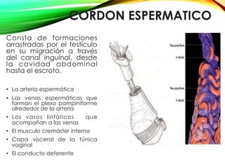 CORDON ESPERMATICO
Consta de formaciones
arrastradas por el testículo
en su migración a través
del canal inguinal, desde
la cavidad abdominal
hasta el escroto.
•  La arteria espermática
•  Las venas espermáticas que
forman el plexo pampiniforme
alrededor de la arteria
•  Los vasos linfáticos que
acompañan a las venas
•  El musculo cremáster interno
•  Capa visceral de la túnica
vaginal
•  El conducto deferente
 