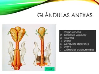 GLÁNDULAS ANEXAS
1.  Vejiga urinaria
2.  Glándula vesicular
3.  Próstata
4.  Uréter
5.  Conducto deferente
6.  Uretra
7.  Glándulas bulbouretrales
Cerdo
 