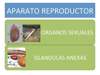 APARATO	
  REPRODUCTOR	
  
	
  	
  	
  	
  	
  	
  	
  	
  	
  	
  ORGANOS	
  SEXUALES	
  
GLANDULAS	
  ANEXAS	
  
 
