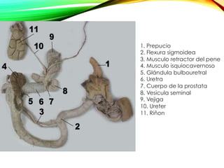 1. Prepucio
2. Flexura sigmoidea
3. Musculo retractor del pene
4. Musculo isquiocavernoso
5. Glándula bulbouretral
6. Uretra
7. Cuerpo de la prostata
8. Vesicula seminal
9. Vejiga
10. Ureter
11. Riñon
 