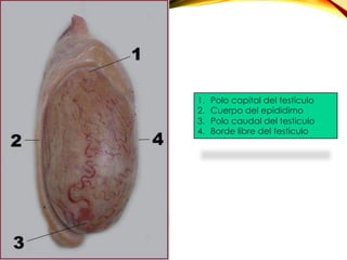 1.  Polo capital del testículo
2.  Cuerpo del epididimo
3.  Polo caudal del testiculo
4.  Borde libre del testiculo
 