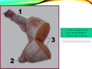 1.  Cordón espermático
2.  Cola del epidídimo
3.  Cuerpo del testículo
 