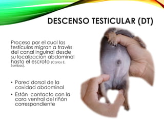 DESCENSO TESTICULAR (DT)
Proceso por el cual los
testículos migran a través
del canal inguinal desde
su localización abdominal
hasta el escroto (Carlos E.
Sorribas).
•  Pared dorsal de la
cavidad abdominal
•  Están contacto con la
cara ventral del riñón
correspondiente
 