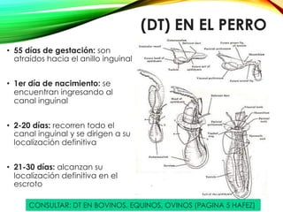 (DT) EN EL PERRO
•  55 días de gestación: son
atraídos hacia el anillo inguinal
•  1er día de nacimiento: se
encuentran ingresando al
canal inguinal
•  2-20 días: recorren todo el
canal inguinal y se dirigen a su
localización definitiva
•  21-30 días: alcanzan su
localización definitiva en el
escroto
CONSULTAR: DT EN BOVINOS, EQUINOS, OVINOS (PAGINA 5 HAFEZ)
 