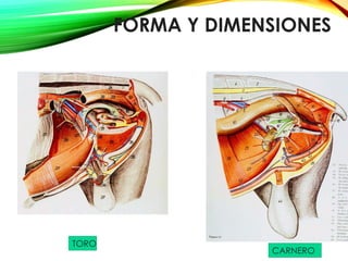 FORMA Y DIMENSIONES
TORO
CARNERO
 