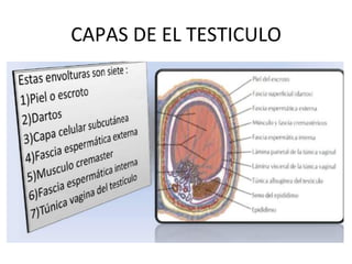 CAPAS	
  DE	
  EL	
  TESTICULO	
  
 