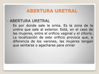 ABERTURA URETRAL
 ABERTURA URETRAL
◦ Es por donde sale la orina. Es la zona de la
uretra que sale al exterior. Está, en el caso de
las mujeres, entre el orificio vaginal y el clítoris.
La localización de este orificio provoca que, a
diferencia de los varones, las mujeres tengan
que sentarse o agacharse para orinar
 
