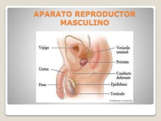 APARATO REPRODUCTOR
MASCULINO
 