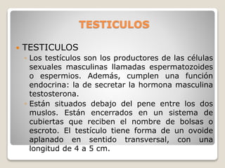 TESTICULOS
 TESTICULOS
◦ Los testículos son los productores de las células
sexuales masculinas llamadas espermatozoides
o espermios. Además, cumplen una función
endocrina: la de secretar la hormona masculina
testosterona.
◦ Están situados debajo del pene entre los dos
muslos. Están encerrados en un sistema de
cubiertas que reciben el nombre de bolsas o
escroto. El testículo tiene forma de un ovoide
aplanado en sentido transversal, con una
longitud de 4 a 5 cm.
 