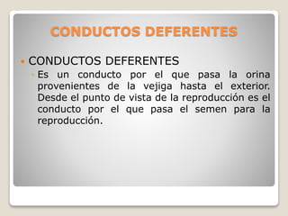 CONDUCTOS DEFERENTES
 CONDUCTOS DEFERENTES
◦ Es un conducto por el que pasa la orina
provenientes de la vejiga hasta el exterior.
Desde el punto de vista de la reproducción es el
conducto por el que pasa el semen para la
reproducción.
 