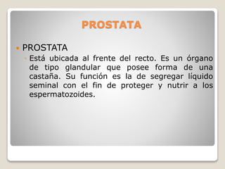 PROSTATA
 PROSTATA
◦ Está ubicada al frente del recto. Es un órgano
de tipo glandular que posee forma de una
castaña. Su función es la de segregar líquido
seminal con el fin de proteger y nutrir a los
espermatozoides.
 