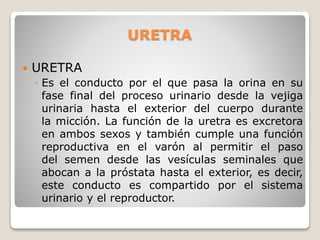URETRA
 URETRA
◦ Es el conducto por el que pasa la orina en su
fase final del proceso urinario desde la vejiga
urinaria hasta el exterior del cuerpo durante
la micción. La función de la uretra es excretora
en ambos sexos y también cumple una función
reproductiva en el varón al permitir el paso
del semen desde las vesículas seminales que
abocan a la próstata hasta el exterior, es decir,
este conducto es compartido por el sistema
urinario y el reproductor.
 
