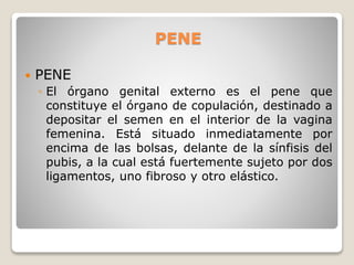 PENE
 PENE
◦ El órgano genital externo es el pene que
constituye el órgano de copulación, destinado a
depositar el semen en el interior de la vagina
femenina. Está situado inmediatamente por
encima de las bolsas, delante de la sínfisis del
pubis, a la cual está fuertemente sujeto por dos
ligamentos, uno fibroso y otro elástico.
 