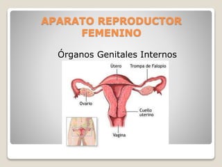 APARATO REPRODUCTOR
FEMENINO
Órganos Genitales Internos
 