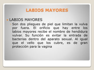 LABIOS MAYORES
 LABIOS MAYORES
◦ Son dos pliegues de piel que limitan la vulva
por fuera. El orificio que hay entre los
labios mayores recibe el nombre de hendidura
vulvar. Su función es evitar la entrada de
bacterias dentro del aparato sexual. Al igual
que el vello que los cubre, es de gran
protección para la vagina
 