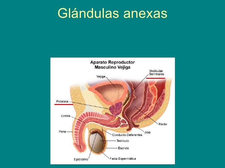 Glandulas Anexas Del Aparato Reproductor Masculino es.slideshare.net