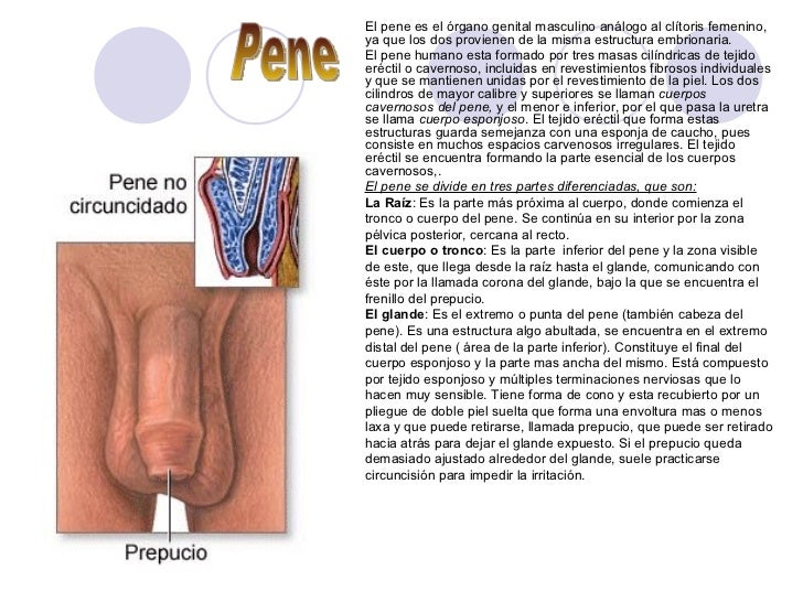 De que las dimensiones el pene se considera pequeño