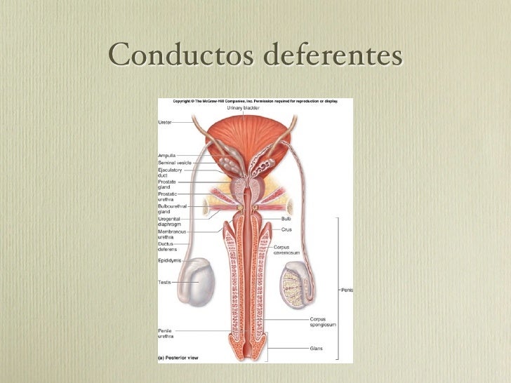 Aparato reproductor masculino