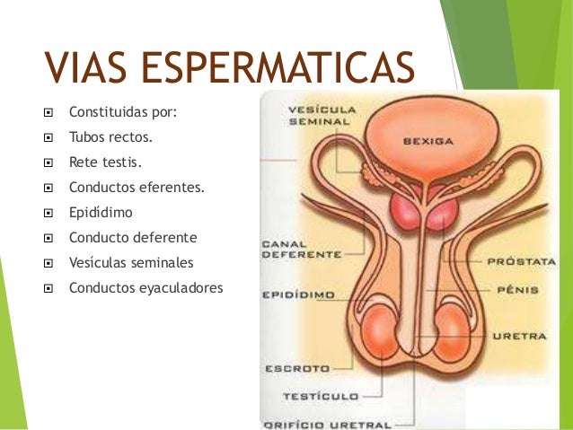 Cialis Vs Levitra Dosage