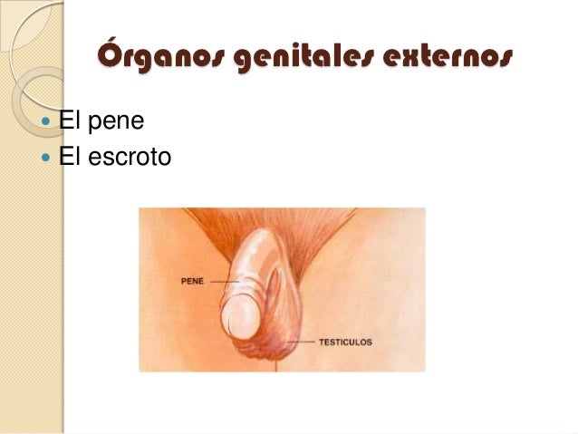 Comprar la crema por uvelecheniyu el miembro