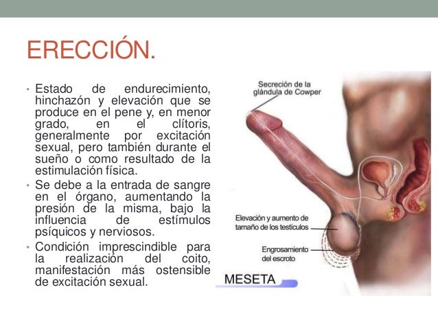 Las operaciones al cáncer del miembro viril