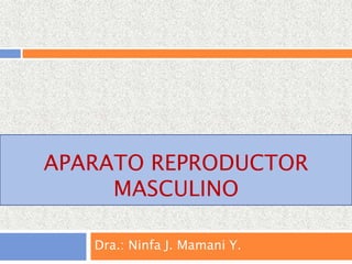 APARATO REPRODUCTOR
MASCULINO
Dra.: Ninfa J. Mamani Y.
 
