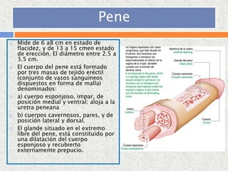 aparato-reproductor-masculino-pptx