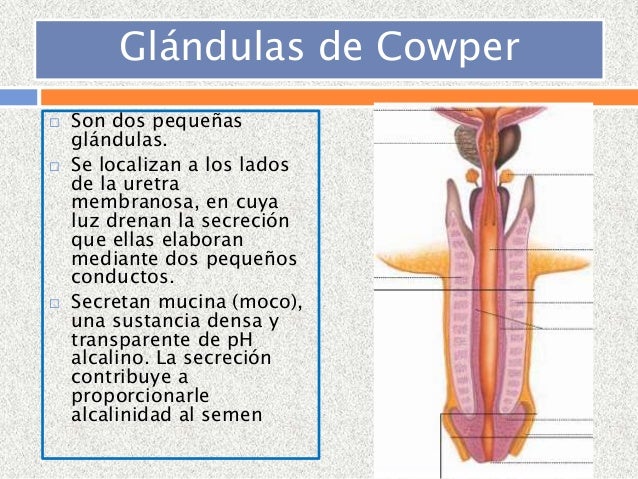 Aparato reproductor masculino
