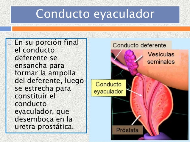 Aparato reproductor masculino