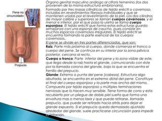 Órgano genital masculino análogo al clítoris femenino (los dos
provienen de la misma estructura embrionaria).
Formado por tres masas cilíndricas de tejido eréctil o cavernoso,
incluidas en revestimientos fibrosos individuales y que se
mantienen unidas por el revestimiento de la piel. Los dos cilindros
de mayor calibre y superiores se llaman cuerpos cavernosos, y el
menor e inferior, por el que pasa la uretra se llama cuerpo
esponjoso. El tejido eréctil que forma estas estructuras guarda
semejanza con una esponja de caucho, pues consiste en
muchos espacios cavernosos irregulares. El tejido eréctil se
encuentra formando la parte esencial de los cuerpos
cavernosos,.
El pene se divide en tres partes diferenciadas, que son:
Raíz: Parte más próxima al cuerpo, donde comienza el tronco o
cuerpo del pene. Se continúa en su interior por la zona pélvica
posterior, cercana al recto.
Cuerpo o tronco: Parte inferior del pene y la zona visible de este,
que llega desde la raíz hasta el glande, comunicando con éste
por la llamada corona del glande, bajo la que se encuentra el
frenillo del prepucio.
Glande: Extremo o punta del pene (cabeza). Estructura algo
abultada, se encuentra en el extremo distal del pene. Constituye
el final del cuerpo esponjoso y la parte mas ancha del mismo.
Compuesto por tejido esponjoso y múltiples terminaciones
nerviosas que lo hacen muy sensible. Tiene forma de cono y esta
recubierto por un pliegue de doble piel suelta que forma una
envoltura mas o menos laxa y que puede retirarse, llamada
prepucio, que puede ser retirado hacia atrás para dejar el
glande expuesto. Si el prepucio queda demasiado ajustado
alrededor del glande, suele practicarse circuncisión para impedir
la irritación.
 