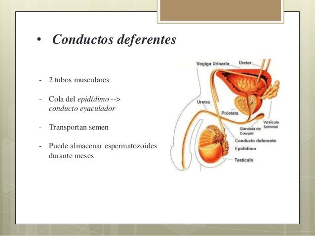 Aparato reproductor masculino