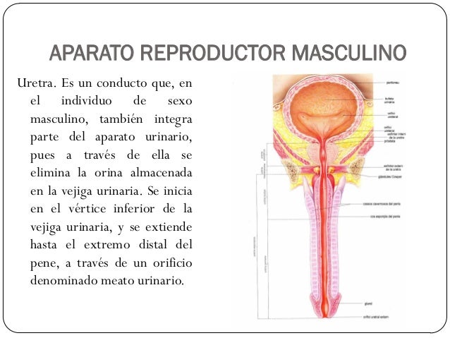 Una pequeña dimensión el miembro