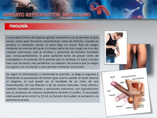 Las poses del acto sexual a un pequeño miembro